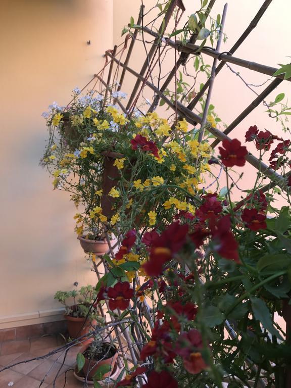 Lady Rose Bed & Breakfast Pisa Exterior foto