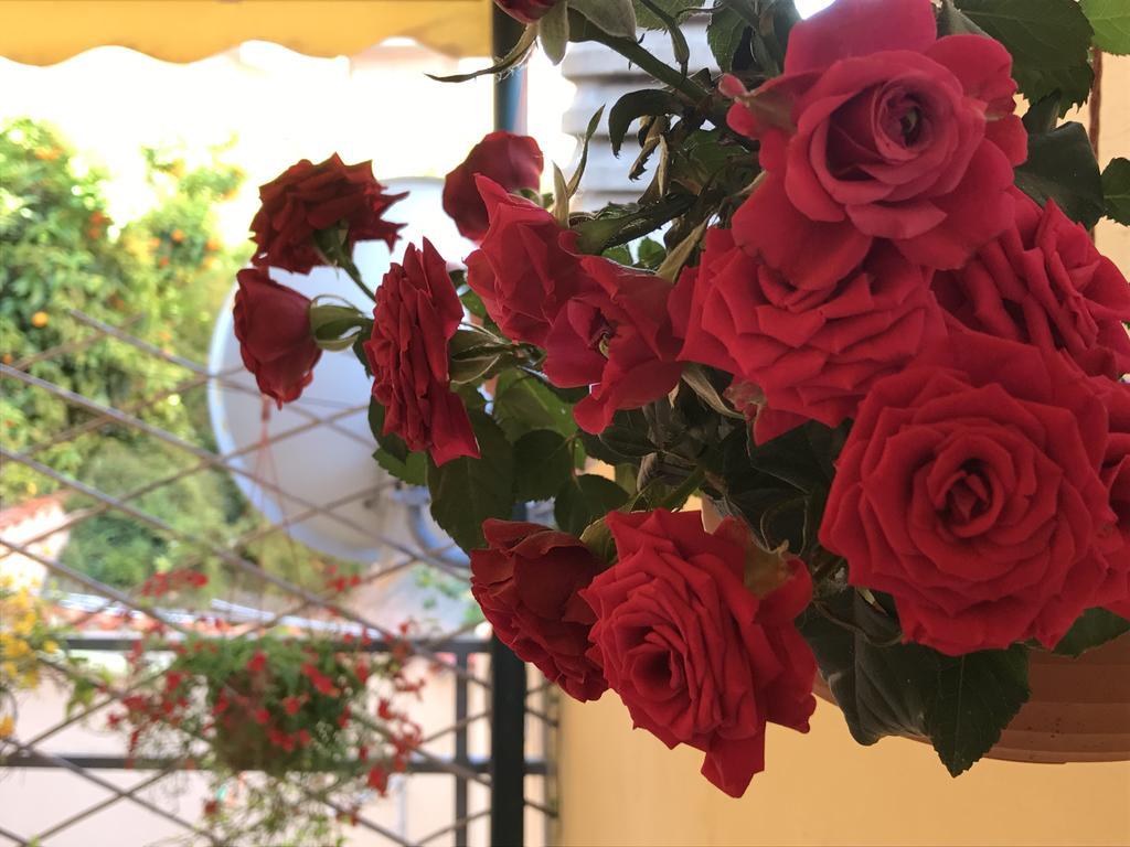 Lady Rose Bed & Breakfast Pisa Exterior foto