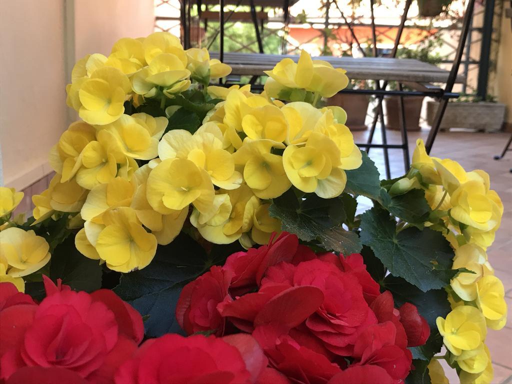 Lady Rose Bed & Breakfast Pisa Exterior foto